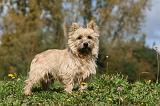 CAIRN TERRIER 512
